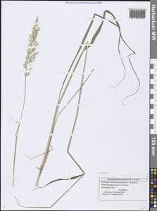 Calamagrostis arundinacea (L.) Roth, Eastern Europe, Middle Volga region (E8) (Russia)