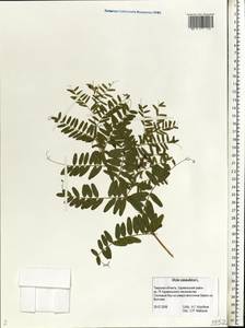 Vicia cassubica L., Eastern Europe, North-Western region (E2) (Russia)