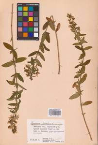 Hypericum hirsutum L., Eastern Europe, Central forest-and-steppe region (E6) (Russia)