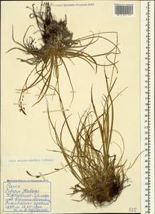 Carex tristis M.Bieb., Caucasus, Stavropol Krai, Karachay-Cherkessia & Kabardino-Balkaria (K1b) (Russia)