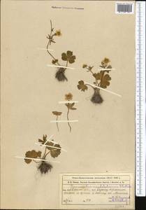 Ranunculus mindshelkensis B. Fedtsch., Middle Asia, Western Tian Shan & Karatau (M3) (Kazakhstan)