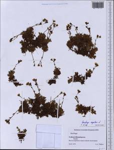 Saxifraga cespitosa L., Western Europe (EUR) (Svalbard and Jan Mayen)