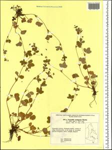 Potentilla centigrana Maxim., Siberia, Russian Far East (S6) (Russia)