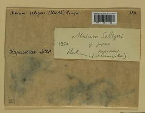 Plagiomnium elatum (Bruch & Schimp.) T.J. Kop., Bryophytes, Bryophytes - Karelia, Leningrad & Murmansk Oblasts (B4) (Russia)