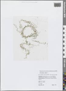 Utricularia minor L., Siberia, Baikal & Transbaikal region (S4) (Russia)