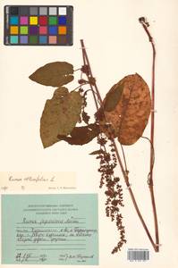 Rumex obtusifolius L., Siberia, Russian Far East (S6) (Russia)