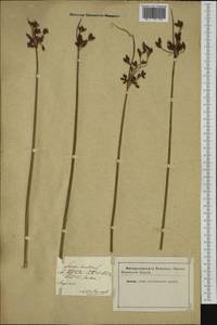 Schoenoplectus lacustris (L.) Palla, Western Europe (EUR) (Not classified)