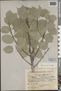 Prunus mahaleb L., Middle Asia, Western Tian Shan & Karatau (M3) (Kyrgyzstan)