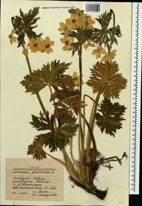 Anemonastrum narcissiflorum subsp. fasciculatum (L.) Raus, Caucasus, Stavropol Krai, Karachay-Cherkessia & Kabardino-Balkaria (K1b) (Russia)