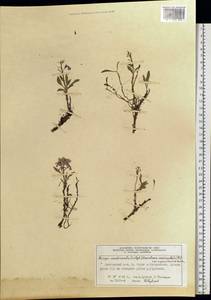 Parrya nudicaulis (L.) Regel, Siberia, Central Siberia (S3) (Russia)