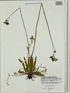 Pilosella leptophyton subsp. leptophyton, Eastern Europe, Moscow region (E4a) (Russia)