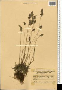 Poa alpina L., Caucasus, South Ossetia (K4b) (South Ossetia)