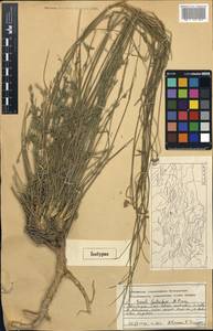 Seseli luteolum Pimenov, Middle Asia, Northern & Central Tian Shan (M4) (Kyrgyzstan)