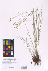 Eremogone saxatilis (L.) Ikonn., Eastern Europe, Central region (E4) (Russia)