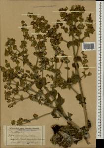 Salvia aethiopis L., Caucasus, Stavropol Krai, Karachay-Cherkessia & Kabardino-Balkaria (K1b) (Russia)