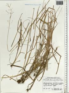 Puccinellia tenuissima (Litv. ex V.I.Krecz.) Pavlov, Eastern Europe, Lower Volga region (E9) (Russia)