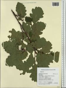Quercus, Western Europe (EUR) (Bulgaria)