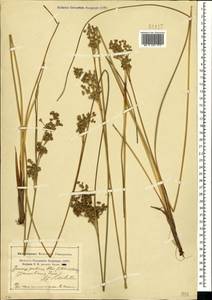 Juncus maritimus Lam., Crimea (KRYM) (Russia)