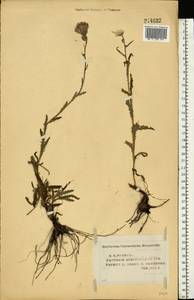 Cirsium palustre (L.) Scop., Eastern Europe, Central forest region (E5) (Russia)