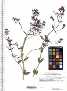 SMR001312, Nepeta ucranica L., Eastern Europe, Middle Volga region (E8) (Russia)