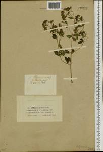Origanum vulgare L., Siberia, Western (Kazakhstan) Altai Mountains (S2a) (Kazakhstan)