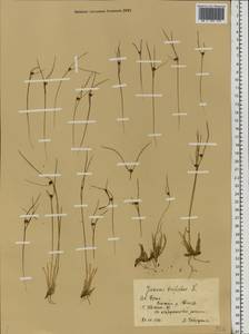 Oreojuncus trifidus (L.) Záv. Drábk. & Kirschner, Eastern Europe, Northern region (E1) (Russia)