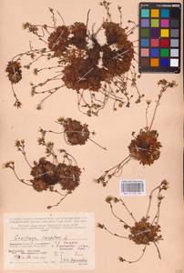 Saxifraga cespitosa L., Eastern Europe, Northern region (E1) (Russia)