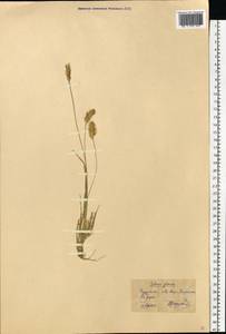Setaria pumila (Poir.) Roem. & Schult., Eastern Europe, Central forest-and-steppe region (E6) (Russia)