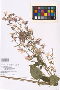 Campanula × spryginii Saksonov, Tzvelev & Bot.Zhurn., Eastern Europe, Central region (E4) (Russia)