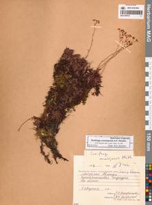 Saxifraga omolojensis A.P.Khokhr., Siberia, Chukotka & Kamchatka (S7) (Russia)