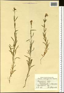 Linaria melampyroides Kuprian., Siberia, Russian Far East (S6) (Russia)