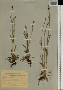 Silene gracilis (Tolm.) comb. ined., Siberia, Yakutia (S5) (Russia)