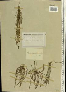 Plantago tenuiflora Waldst. & Kit., Eastern Europe, Lower Volga region (E9) (Russia)