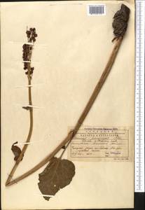Rheum wittrockii Lundstr., Middle Asia, Northern & Central Tian Shan (M4) (Kazakhstan)