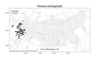 Festuca trachyphylla (Hack.) Hack., Atlas of the Russian Flora (FLORUS) (Russia)