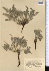 Arnebia obovata Bunge, Middle Asia, Western Tian Shan & Karatau (M3) (Uzbekistan)