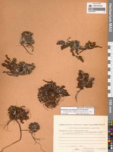 Saxifraga oppositifolia subsp. ajanica (Sipliv.) Vorosch., Siberia, Chukotka & Kamchatka (S7) (Russia)