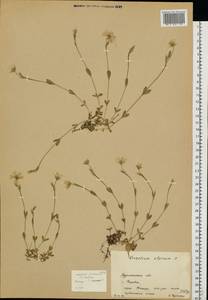 Cerastium alpinum L., Eastern Europe, Northern region (E1) (Russia)