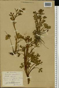 Ranunculus sceleratus L., Eastern Europe, Central forest region (E5) (Russia)