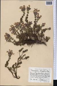 Dracocephalum oblongifolium Regel, Middle Asia, Western Tian Shan & Karatau (M3) (Kyrgyzstan)