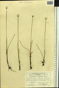 Eriophorum scheuchzeri Hoppe, Siberia, Central Siberia (S3) (Russia)