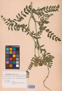 Astragalus cicer L., Eastern Europe, Eastern region (E10) (Russia)