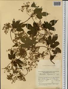 Humulus lupulus L., Siberia, Western Siberia (S1) (Russia)