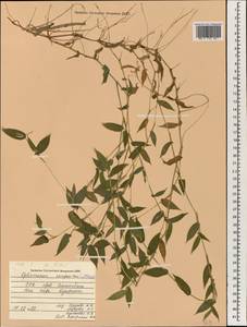 Oplismenus compositus (L.) P.Beauv., South Asia, South Asia (Asia outside ex-Soviet states and Mongolia) (ASIA) (Vietnam)