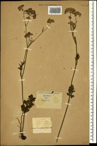 Pimpinella rhodantha Boiss., Caucasus (no precise locality) (K0)