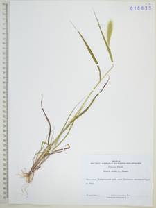 Setaria viridis (L.) P.Beauv., Siberia, Russian Far East (S6) (Russia)
