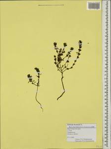 Satureja hortensis L., Caucasus, Black Sea Shore (from Novorossiysk to Adler) (K3) (Russia)