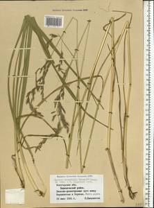 Festuca orientalis (Boiss.) B.Fedtsch., Eastern Europe, Northern region (E1) (Russia)