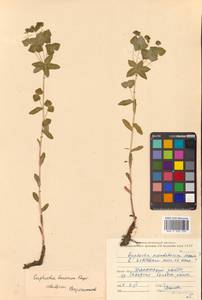 Euphorbia lucorum Rupr., Siberia, Russian Far East (S6) (Russia)