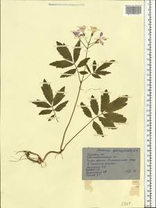 Cardamine quinquefolia (M. Bieb.) Schmalh., Eastern Europe, Central region (E4) (Russia)